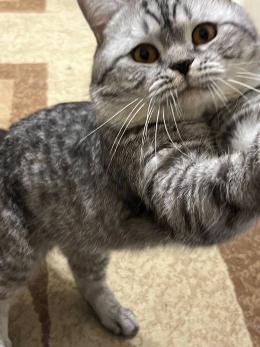 вязка кот мальчик