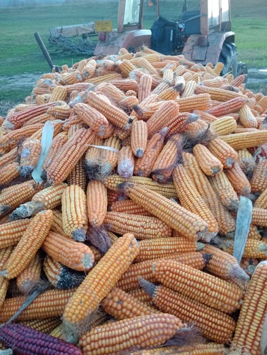 Vând porumb știuleți