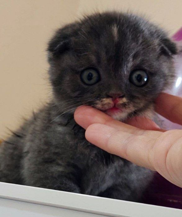 Скидкааа! Кот скотиш фолд