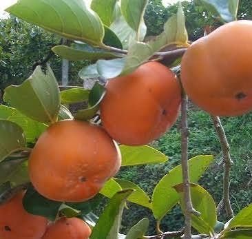 Trandafiri dulceata Rodiu diverse soirui de ciresi. Livrare curier