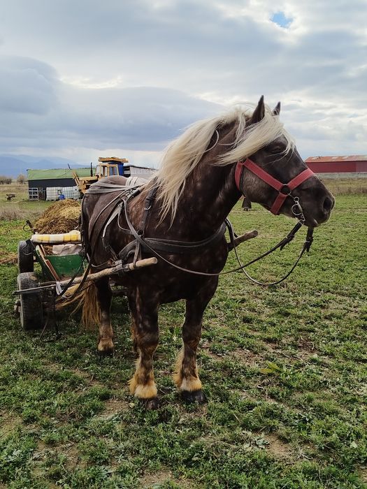 Vând Armăsar Comtois!