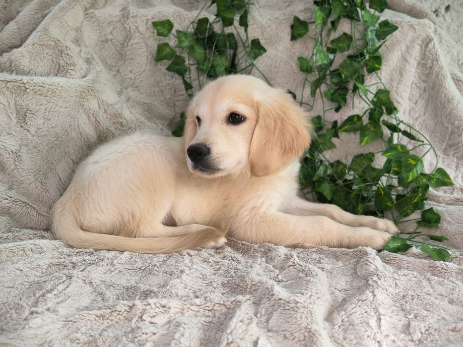 Vand fetita Golden Retriever