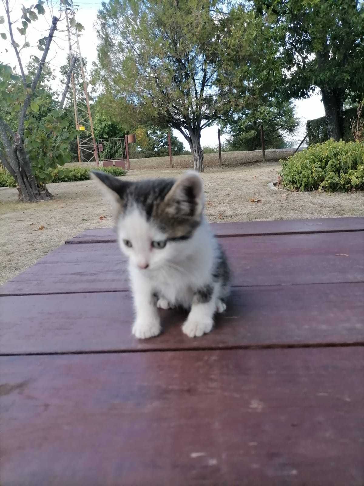 Котета на един месец