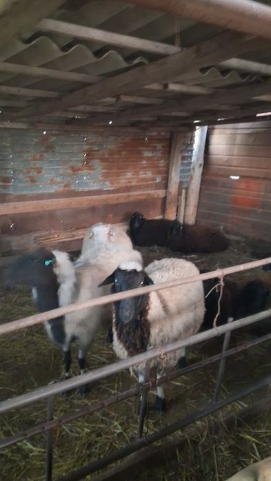 Продаем  баранов