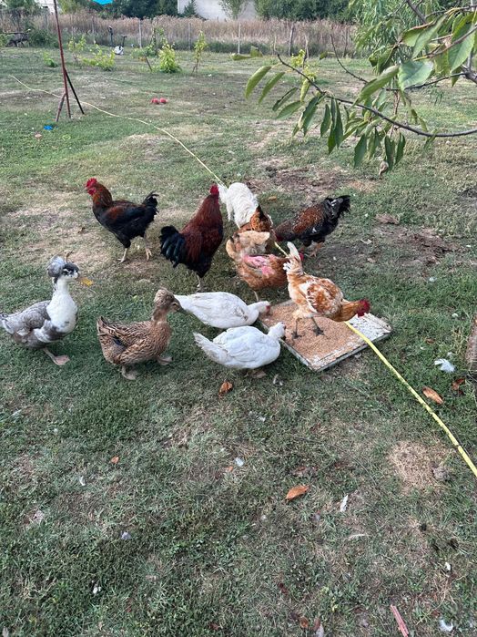 Vând cocoși rațe și ratoi