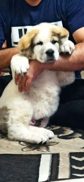 Шенок Алабая чистокровный