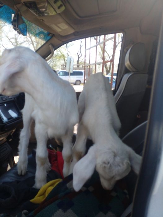 Зааненские козлята.