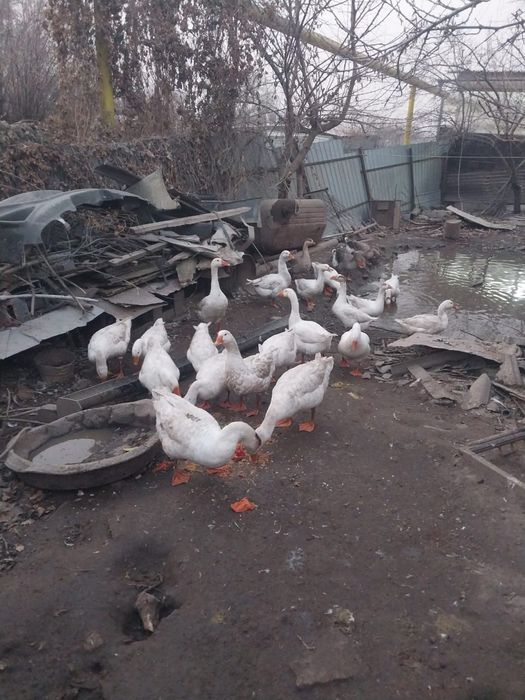 Продам гусей 15000