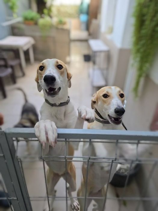 Adoptie caine Bucuresti foarte dragut si dresati