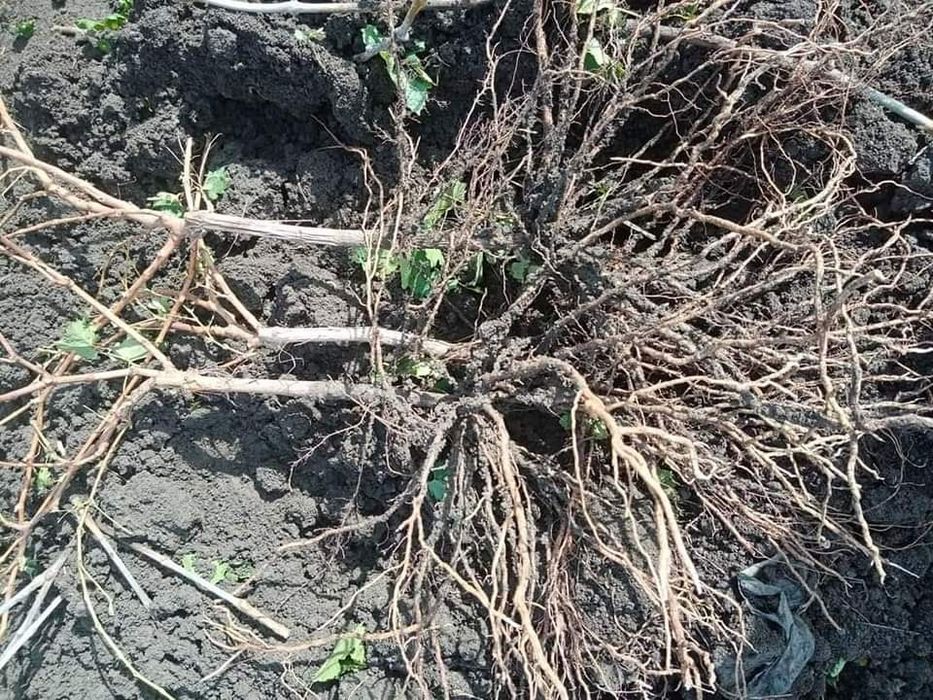 Producător butasi vita de vie hibrid