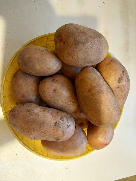 Продам Картофель домашний