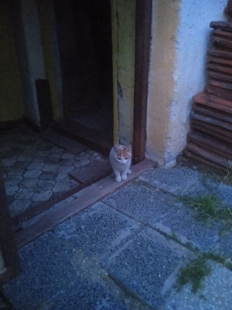 Котенца за осиновяване