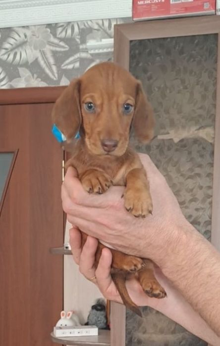 Продам щенков таксы