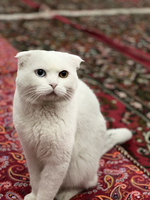 Mushuk sotiladi zotli