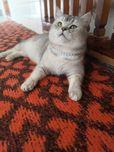 Продаётся кошка мальчик