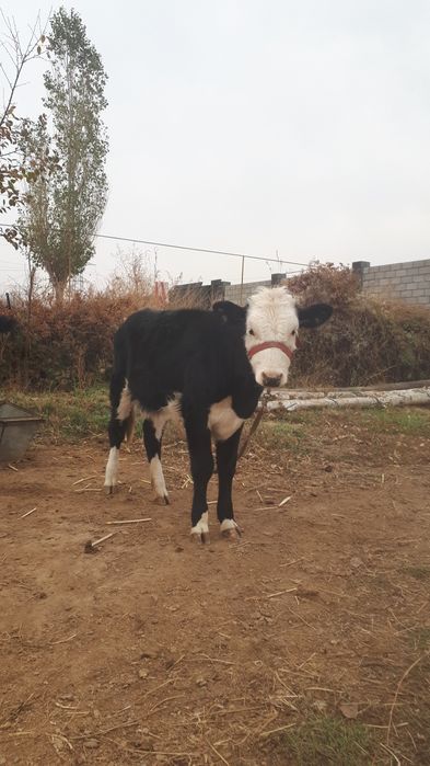 Жағдайы жақсы бузаулар