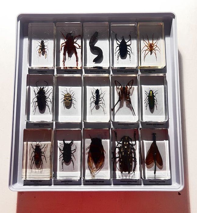 Колекция Истински буболечки