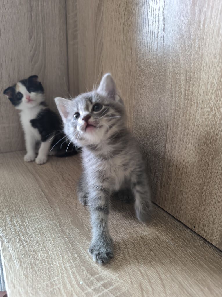 Отдам котят в добрые руки