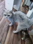 Британский короткошерстный кот