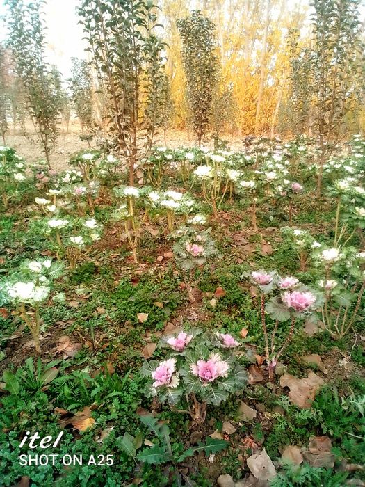 Хризантема карам гул