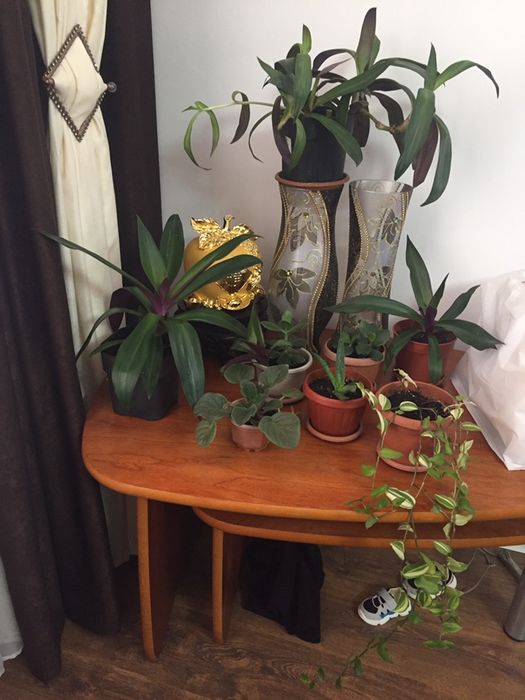 продам цветы комнатные