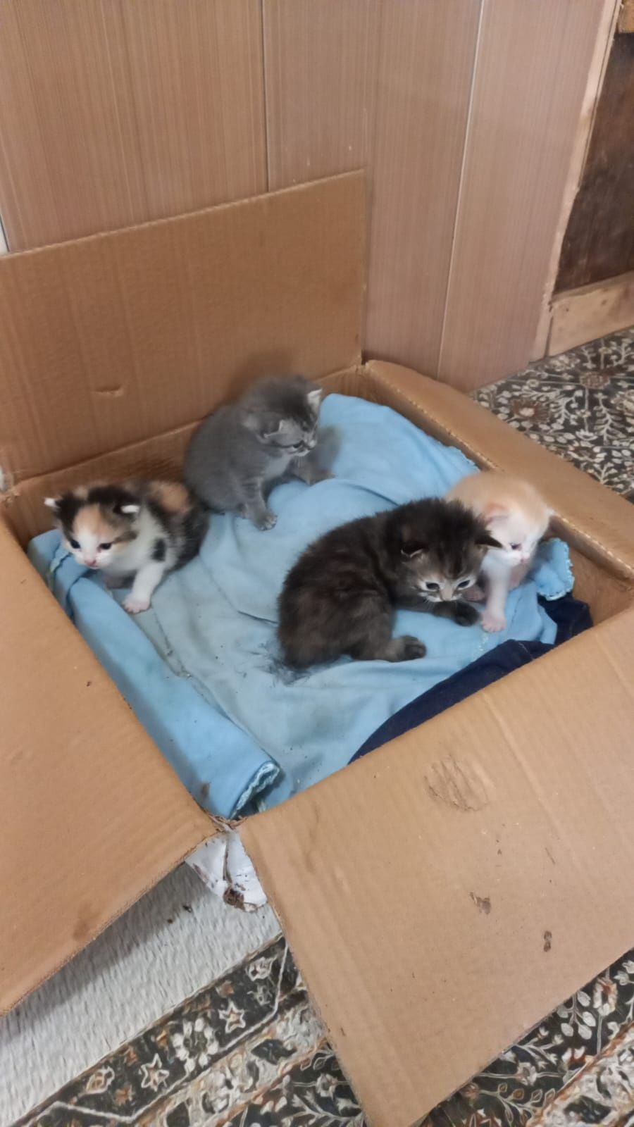 Котята в добрые руки