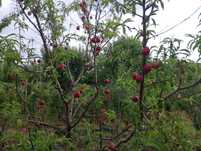 Nectarine soi nectared
