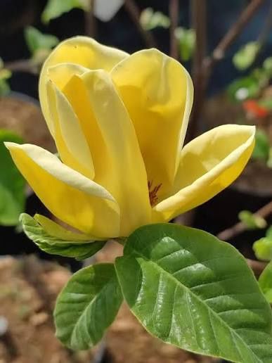 Magnolia rubra rustica