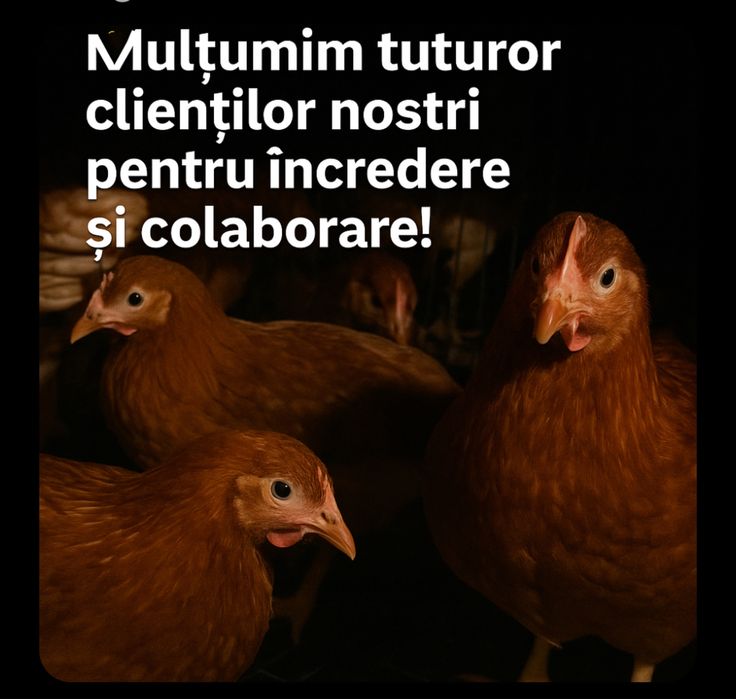 Puicute ouataoare direct de la ferma!