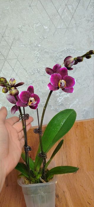 Орхидеи Phalaenopsis