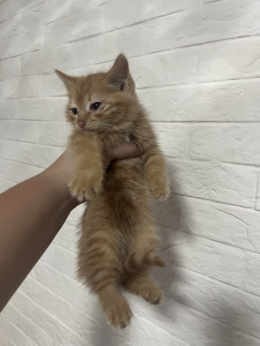 Отдам даром рыжего котенка