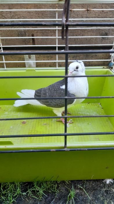 Porumbei misirlii și jucători