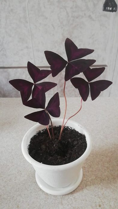 Кислица, оксалис,  цветы бабочки