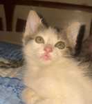 Отдам котёнка в хорошие руки.