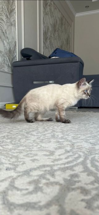 Пропал кот в районе старого аэропорта