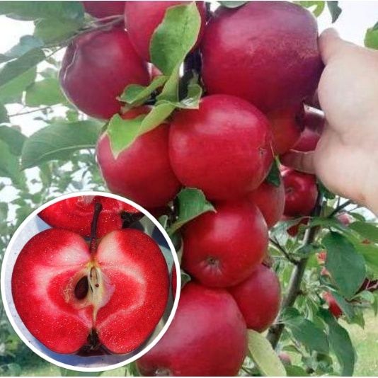 Pomi Fructiferi La Ghiveci (Màr )