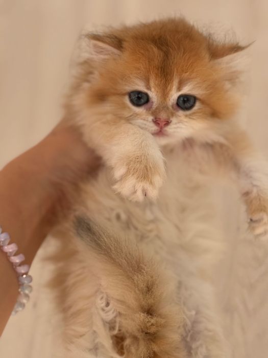 Британски котета