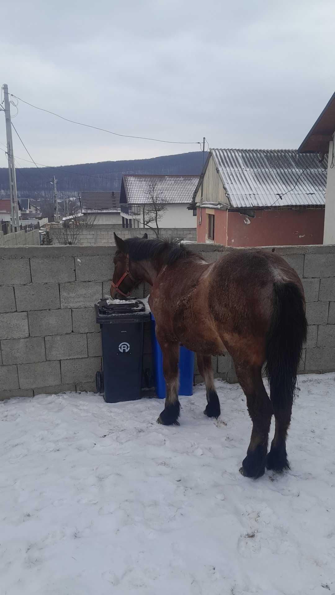 Vand manza 10 luni mai multe detali la nr de tel