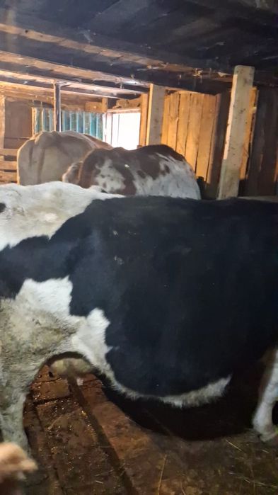 Продам корову порода