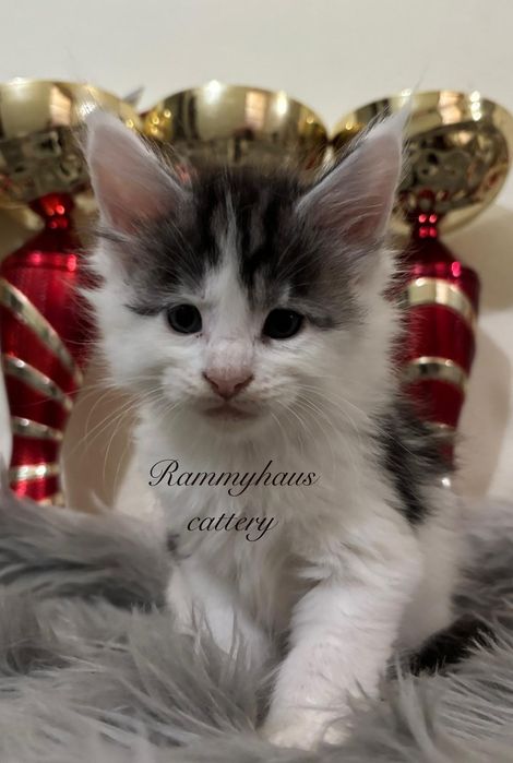 Felisa autorizata WCF, vinde pisoi cu pedigree, rasa Maine coon