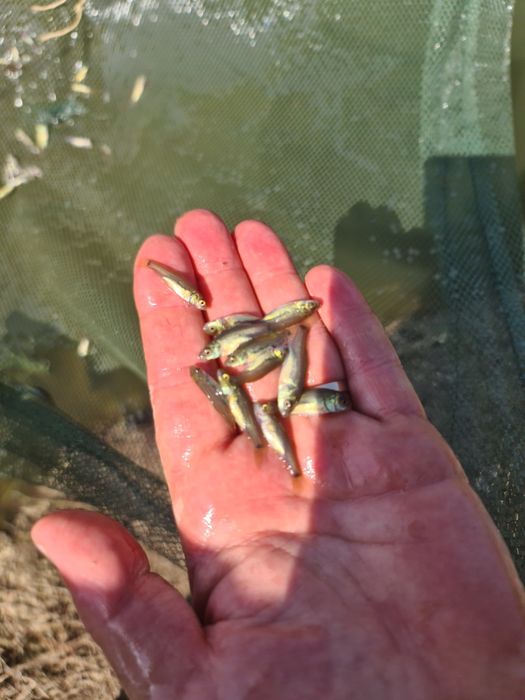 Puiet peste LIN vara 1