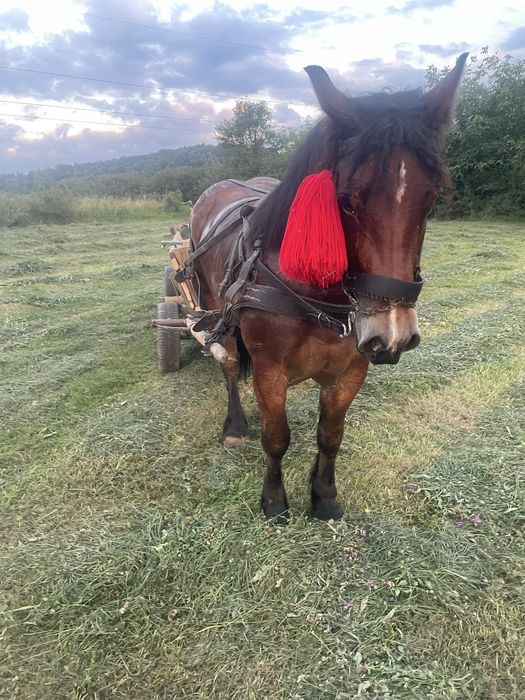 Vâd cal castrat de 4 ani garantat de tras