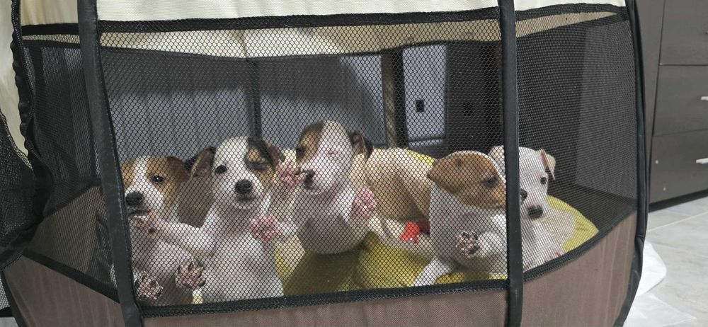 Кучета Джак Ръсел