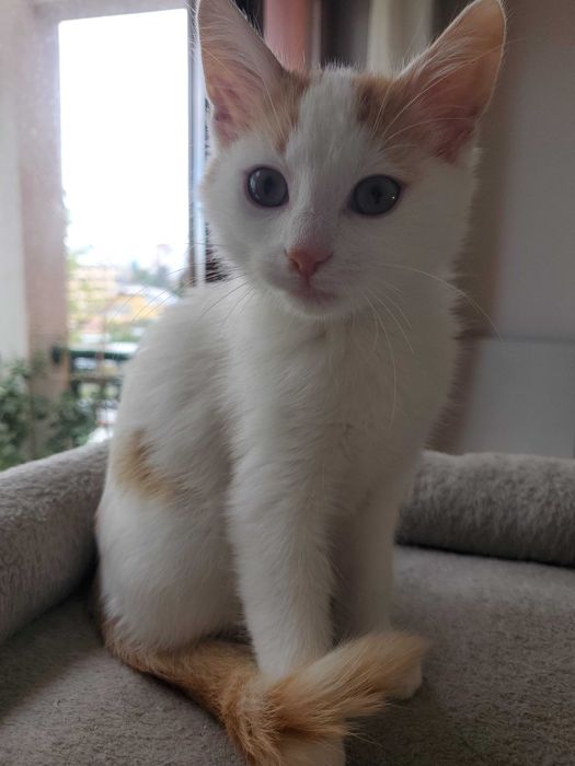 Очарователно рижо-бяло котенце търси дом.