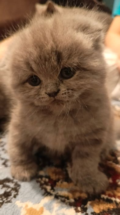Пародистые котята вислоухие(скотиш фолд)