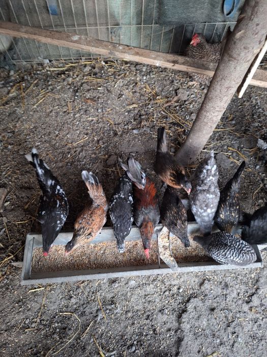 Vând americani in Iași