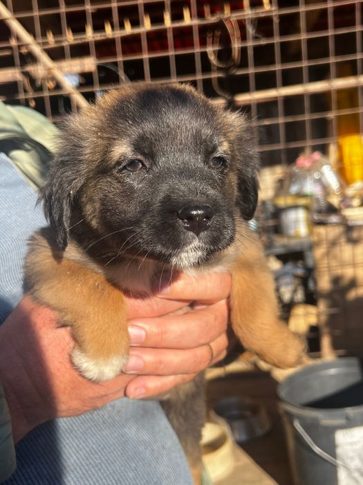 Dam spre adoptie 3 fetite de talie medie