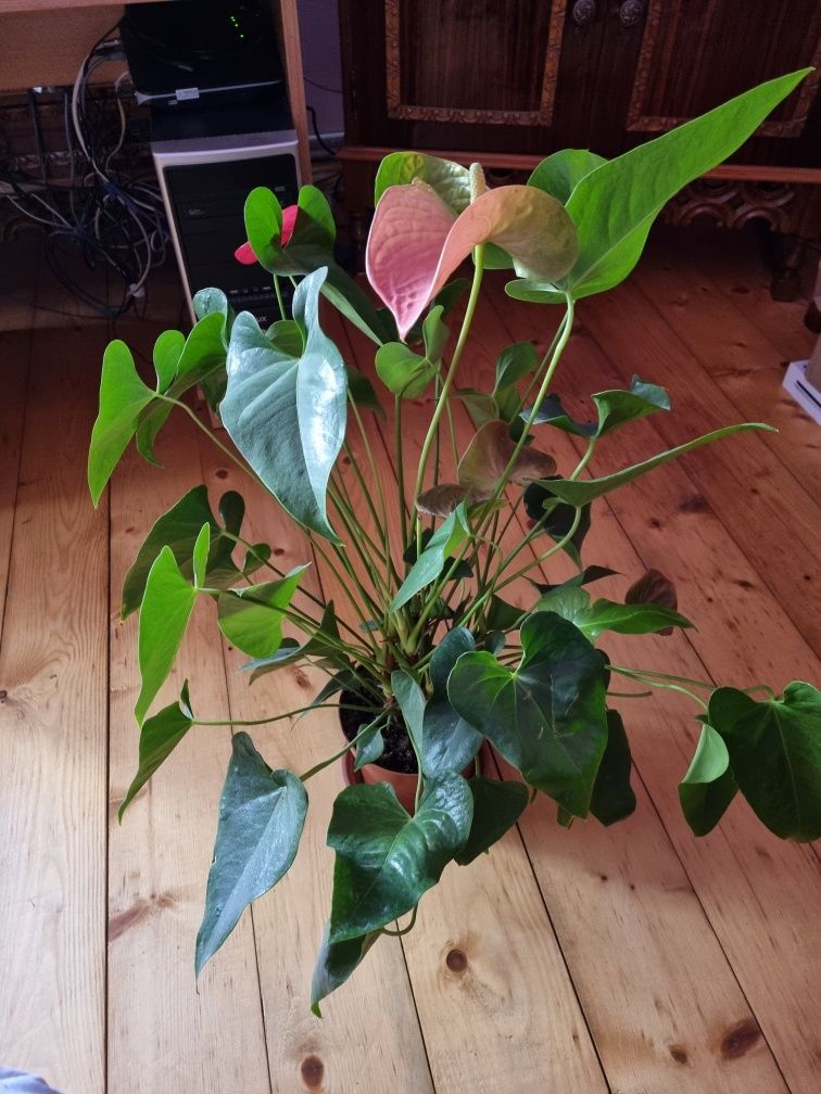 Vand flori de casa