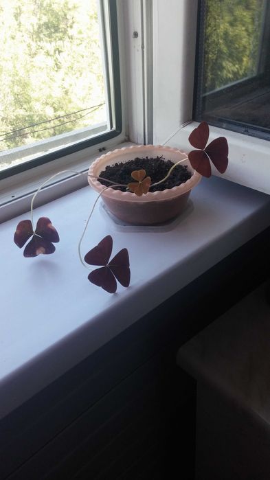 Продам комнатное растение кислица.