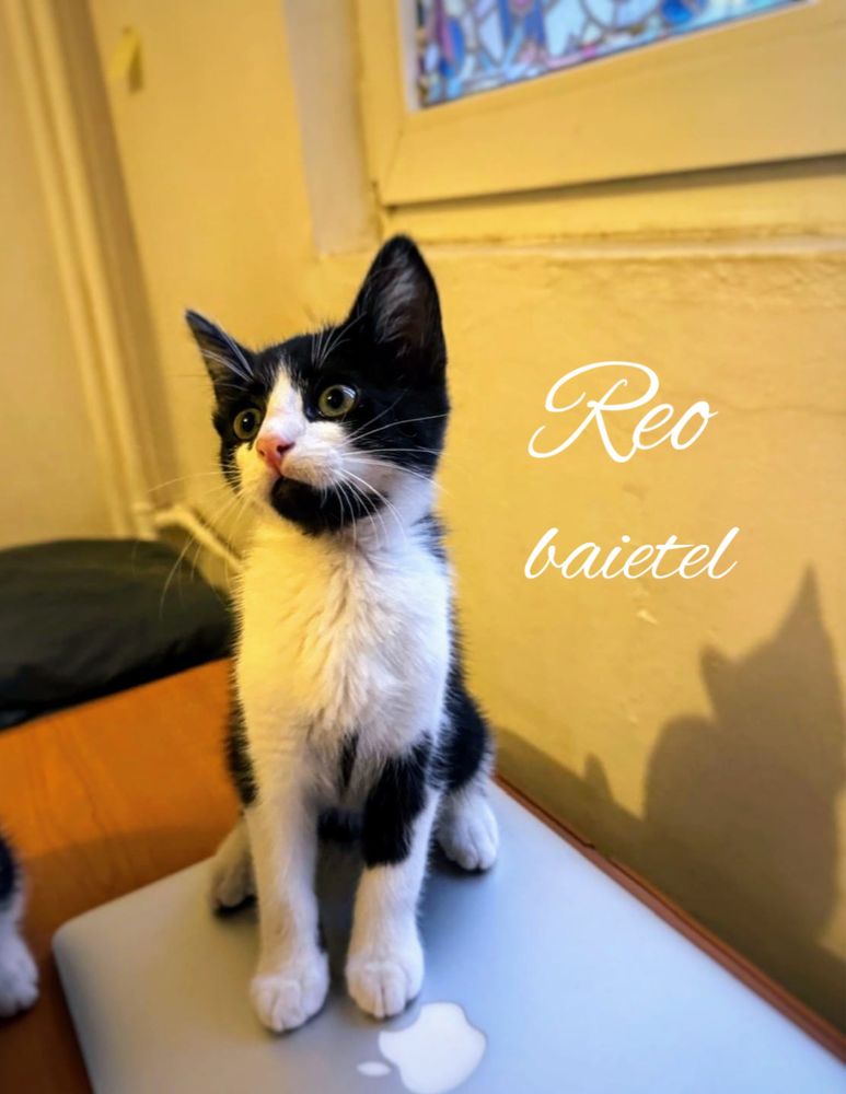 Pisicute popicute pentru adoptie sau foster